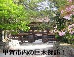 甲賀市内の巨木探訪/油日神社